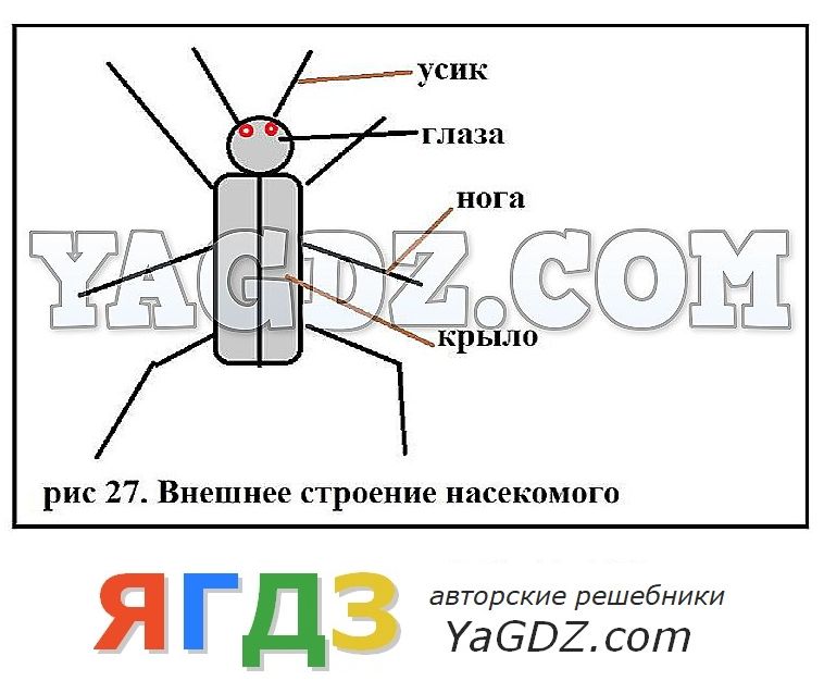 Назовите одну общую особенность насекомых показанную на данном рисунке